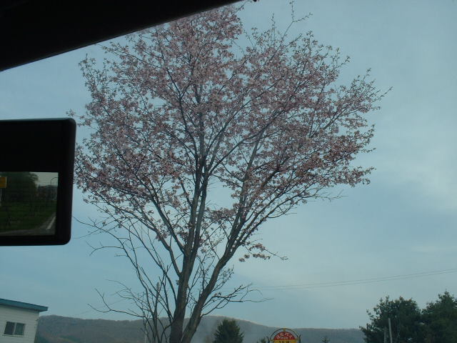和寒の桜(車中から撮影(^^;)