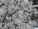 目黒川沿いの桜(元画像:1600×1200，299.7KB)