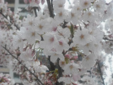 マクロモードで撮ってみた桜(元画像:1600×1200，156.8KB)