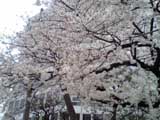 五反駅の近くにある桜並木で撮った一枚(サムネイル．元画像118.0KB)